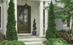 Degroots Spire Arborvitae - 7 Gallon Pot (3-4') -Outlet The Ever Garden Store Arborvitae Degroots Spire 30 2