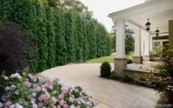 Degroots Spire Arborvitae - 1 Gallon Pot -Outlet The Ever Garden Store Arborvitae Degroots Spire 33