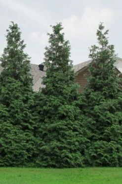 Green Giant Arborvitae - 7 Gallon Pot (5-6') -Outlet The Ever Garden Store Arborvitae Green Giant 500x750 2