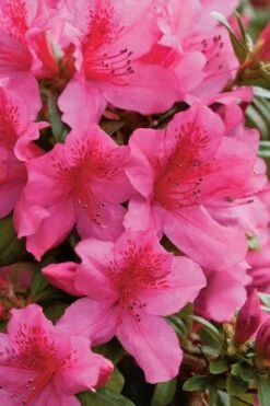 Pride Of Mobile Azalea - 6 Pack Of 1 Gallon Pots -Outlet The Ever Garden Store Azalea Pride Of Mobile 500x750 1