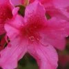 Pride Of Mobile Azalea - 6 Pack Of 1 Gallon Pots