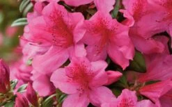 Pride Of Mobile Azalea - 6 Pack Of 1 Gallon Pots -Outlet The Ever Garden Store Azalea Pride of Mobile 15