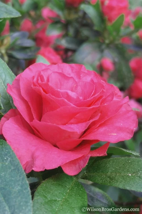 Rosebud Azalea - 6 Pack Of 1 Gallon Pots 1 Rosebud Azalea - 6 Pack Of 1 Gallon Pots