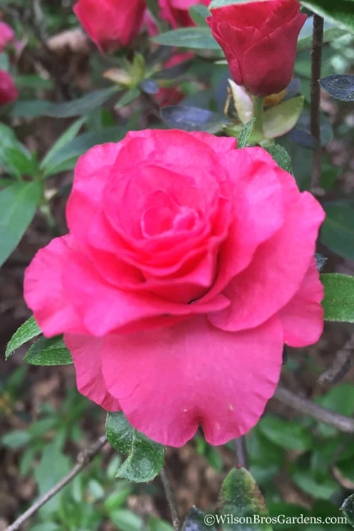 Rosebud Azalea - 6 Pack Of 1 Gallon Pots 5 Rosebud Azalea - 6 Pack Of 1 Gallon Pots - Image 5