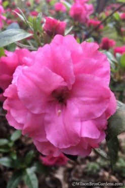 Rosebud Azalea - 1 Gallon Pot -Outlet The Ever Garden Store Azalea Rosebud 7 1