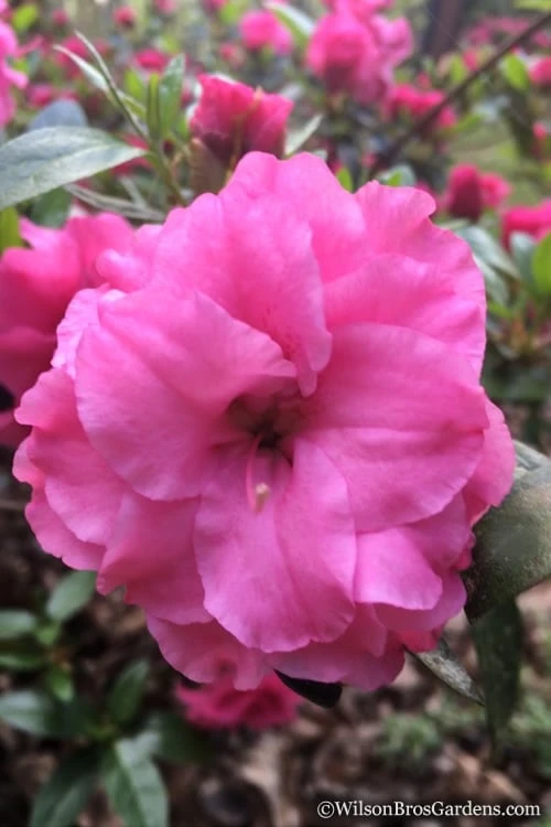 Rosebud Azalea - 6 Pack Of 1 Gallon Pots 6 Rosebud Azalea - 6 Pack Of 1 Gallon Pots - Image 6