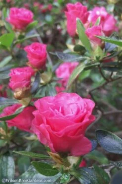 Rosebud Azalea - 6 Pack Of 1 Gallon Pots 9 Rosebud Azalea - 6 Pack Of 1 Gallon Pots -Outlet The Ever Garden Store Azalea Rosebud 8 2