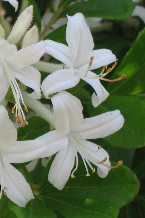 Texas Azalea (Rhododendron Oblongifolium) - 3 Gallon Pot 1 Texas Azalea (Rhododendron Oblongifolium) - 3 Gallon Pot