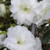 White Rosebud Azalea - 6 Pack Of 1 Gallon Pots