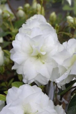 White Rosebud Azalea - 6 Pack Of 1 Gallon Pots -Outlet The Ever Garden Store Azalea White Rosebud 4 1