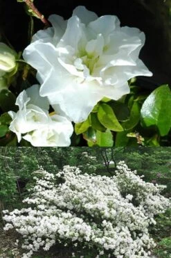 White Rosebud Azalea - 6 Pack Of 1 Gallon Pots -Outlet The Ever Garden Store Azalea White Rosebud 5 1
