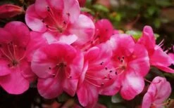 Kobai #2 Azalea - 1 Gallon Pot -Outlet The Ever Garden Store Azalea kobai 2 2 1