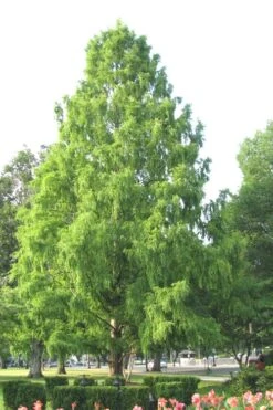 Bald Cypress Tree (Taxodium Distichum) - 1 Gallon Pot 15 Bald Cypress Tree (Taxodium Distichum) - 1 Gallon Pot -Outlet The Ever Garden Store Bald Cypress 3
