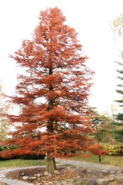 Bald Cypress Tree (Taxodium Distichum) - 1 Gallon Pot 17 Bald Cypress Tree (Taxodium Distichum) - 1 Gallon Pot -Outlet The Ever Garden Store Bald Cypress 4