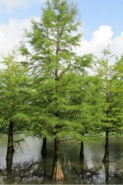 Green Whispers Bald Cypress (Taxodium Distichum) - 7 Gallon Pot (6-7') -Outlet The Ever Garden Store Bald Cypress 5 1