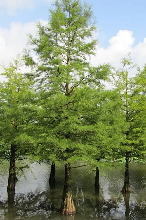 Bald Cypress Tree (Taxodium Distichum) - 1 Gallon Pot 6 Bald Cypress Tree (Taxodium Distichum) - 1 Gallon Pot - Image 6