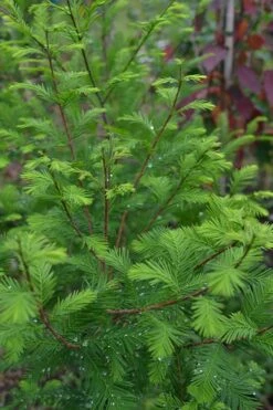 Bald Cypress Tree (Taxodium Distichum) - 1 Gallon Pot 12 Bald Cypress Tree (Taxodium Distichum) - 1 Gallon Pot -Outlet The Ever Garden Store Bald Cypress 8