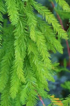 Bald Cypress Tree (Taxodium Distichum) - 1 Gallon Pot 16 Bald Cypress Tree (Taxodium Distichum) - 1 Gallon Pot -Outlet The Ever Garden Store Bald Cypress 9
