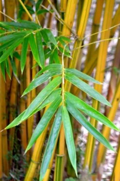 Alphonse Karr Golden Bamboo (Bambusa Multiplex) - 2 Gallon Pot -Outlet The Ever Garden Store Bamboo Alphonse Karr 5