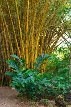 Alphonse Karr Golden Bamboo (Bambusa Multiplex) - 2 Gallon Pot -Outlet The Ever Garden Store Bamboo Alphonse Karr 6
