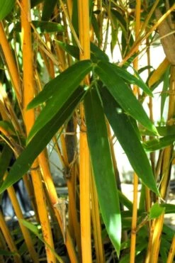 Alphonse Karr Golden Bamboo (Bambusa Multiplex) - 2 Gallon Pot -Outlet The Ever Garden Store Bamboo Alphonse Karr 7