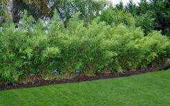 Alphonse Karr Golden Bamboo (Bambusa Multiplex) - 2 Gallon Pot -Outlet The Ever Garden Store Bamboo Alphonse Karr 8