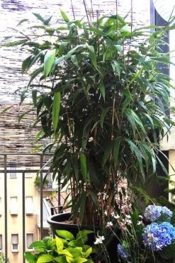 Arrow Bamboo (Pseudosasa Japonica) - 3 Gallon Pot (4-6'+) -Outlet The Ever Garden Store Bamboo Arrow 3 1