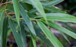 Arrow Bamboo (Pseudosasa Japonica) - 3 Gallon Pot (4-6'+) -Outlet The Ever Garden Store Bamboo Arrow 4 1