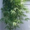 Arrow Bamboo (Pseudosasa Japonica) - 3 Gallon Pot (4-6'+)