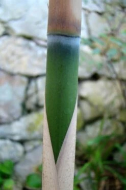 Arrow Bamboo (Pseudosasa Japonica) - 3 Gallon Pot (4-6'+) -Outlet The Ever Garden Store Bamboo Arrow 6 1
