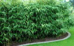 Arrow Bamboo (Pseudosasa Japonica) - 3 Gallon Pot (2-4') -Outlet The Ever Garden Store Bamboo Arrow Hedge