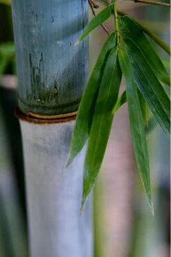 Baby Blue Bamboo - Bambusa Chungii 'Barbelatta' - 2 Gallon Pot -Outlet The Ever Garden Store Bamboo Barbelatta 14