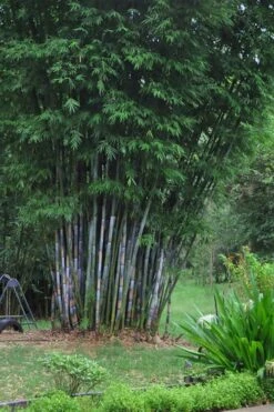 Baby Blue Bamboo - Bambusa Chungii 'Barbelatta' - 2 Gallon Pot -Outlet The Ever Garden Store Bamboo Barbelatta 16