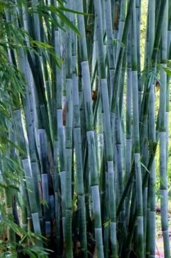 Baby Blue Bamboo - Bambusa Chungii 'Barbelatta' - 2 Gallon Pot -Outlet The Ever Garden Store Bamboo Barbelatta 21