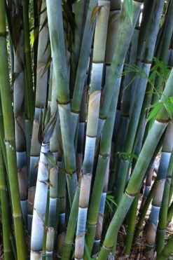 Baby Blue Bamboo - Bambusa Chungii 'Barbelatta' - 2 Gallon Pot -Outlet The Ever Garden Store Bamboo Barbelatta 3
