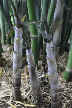 Baby Blue Bamboo - Bambusa Chungii 'Barbelatta' - 2 Gallon Pot -Outlet The Ever Garden Store Bamboo Barbelatta 4