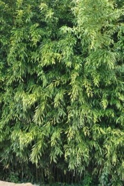 Bisset Bamboo (Phyllostachys Bissetii) - 3 Gallon Pot (4-6') -Outlet The Ever Garden Store Bamboo Bisettii 2 1