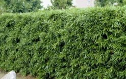 Bisset Bamboo (Phyllostachys Bissetii) - 3 Gallon Pot (2-4') -Outlet The Ever Garden Store Bamboo Bisettii 4