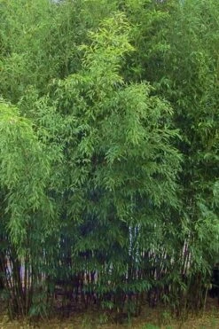 Bisset Bamboo (Phyllostachys Bissetii) - 3 Gallon Pot (4-6') -Outlet The Ever Garden Store Bamboo Bisettii 5 1