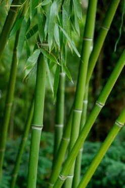 Bisset Bamboo (Phyllostachys Bissetii) - 3 Gallon Pot (4-6') -Outlet The Ever Garden Store Bamboo Bisettii 7 1