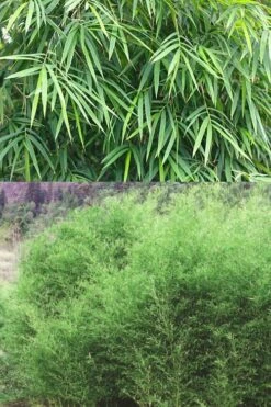 Bisset Bamboo (Phyllostachys Bissetii) - 3 Gallon Pot (2-4') -Outlet The Ever Garden Store Bamboo Bissets 500x750 1