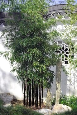 Black Bamboo - Phyllostachys Nigra - 3 Gallon Pot (Multi Cane: 4-6'+) -Outlet The Ever Garden Store Bamboo Black 51 1