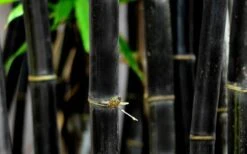 Black Bamboo - Phyllostachys Nigra - 3 Gallon Pot (Single Cane: 4-6'+) -Outlet The Ever Garden Store Bamboo Black 53