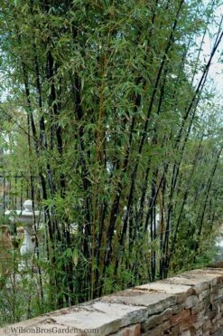 Black Bamboo - Phyllostachys Nigra - 3 Gallon Pot (Single Cane: 4-6'+) -Outlet The Ever Garden Store Bamboo Black 55