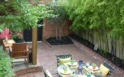 Black Bamboo - Phyllostachys Nigra - 3 Gallon Pot (Multi Cane: 4-6'+) -Outlet The Ever Garden Store Bamboo Black 58 1