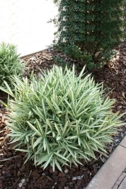 Dwarf White Stripe Bamboo - Pleioblastus Fortunei - 1 Gallon Pot -Outlet The Ever Garden Store Bamboo Dwarf White Stripe 1