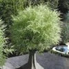 Dwarf White Stripe Bamboo - Pleioblastus Fortunei - 1 Gallon Pot