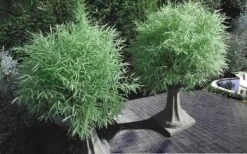 Dwarf White Stripe Bamboo - Pleioblastus Fortunei - 1 Gallon Pot -Outlet The Ever Garden Store Bamboo Dwarf White Stripe 8