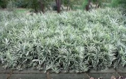 Dwarf White Stripe Bamboo - Pleioblastus Fortunei - 1 Gallon Pot -Outlet The Ever Garden Store Bamboo Dwarf White Stripe 9