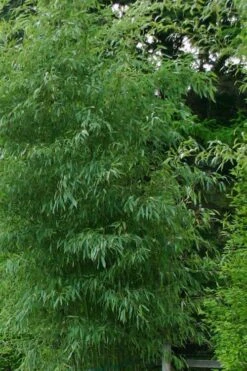 Elegant Bamboo - Phyllostachys Elegans - 3 Gallon Pot -Outlet The Ever Garden Store Bamboo Elegant 5